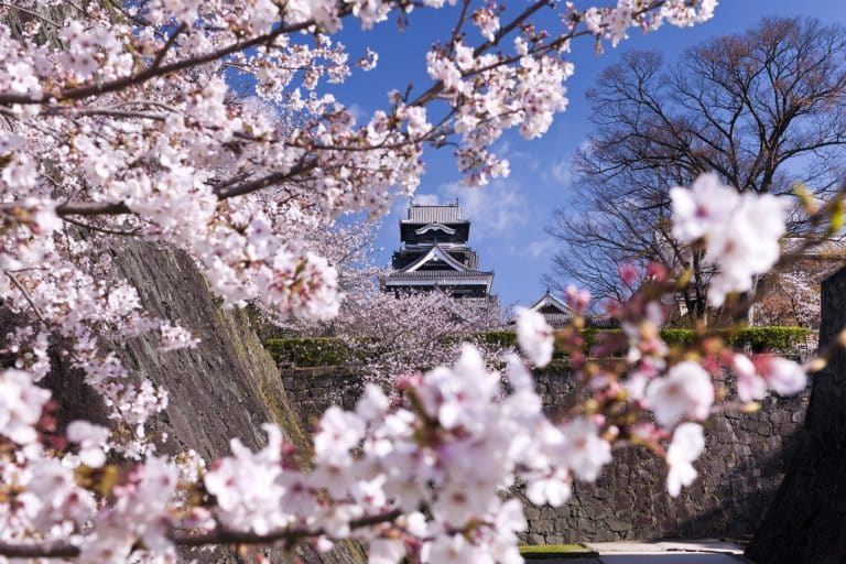 Les cerisiers en fleurs au Japon : à découvrir absolument !