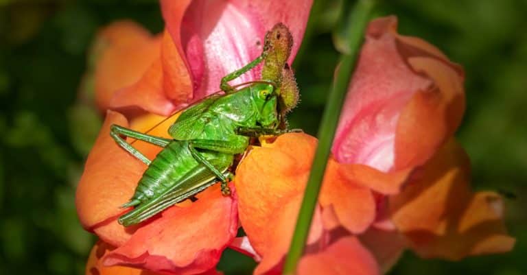 Qu&rsquo;est-ce qui rend l&rsquo;extraordinaire si fascinant ?