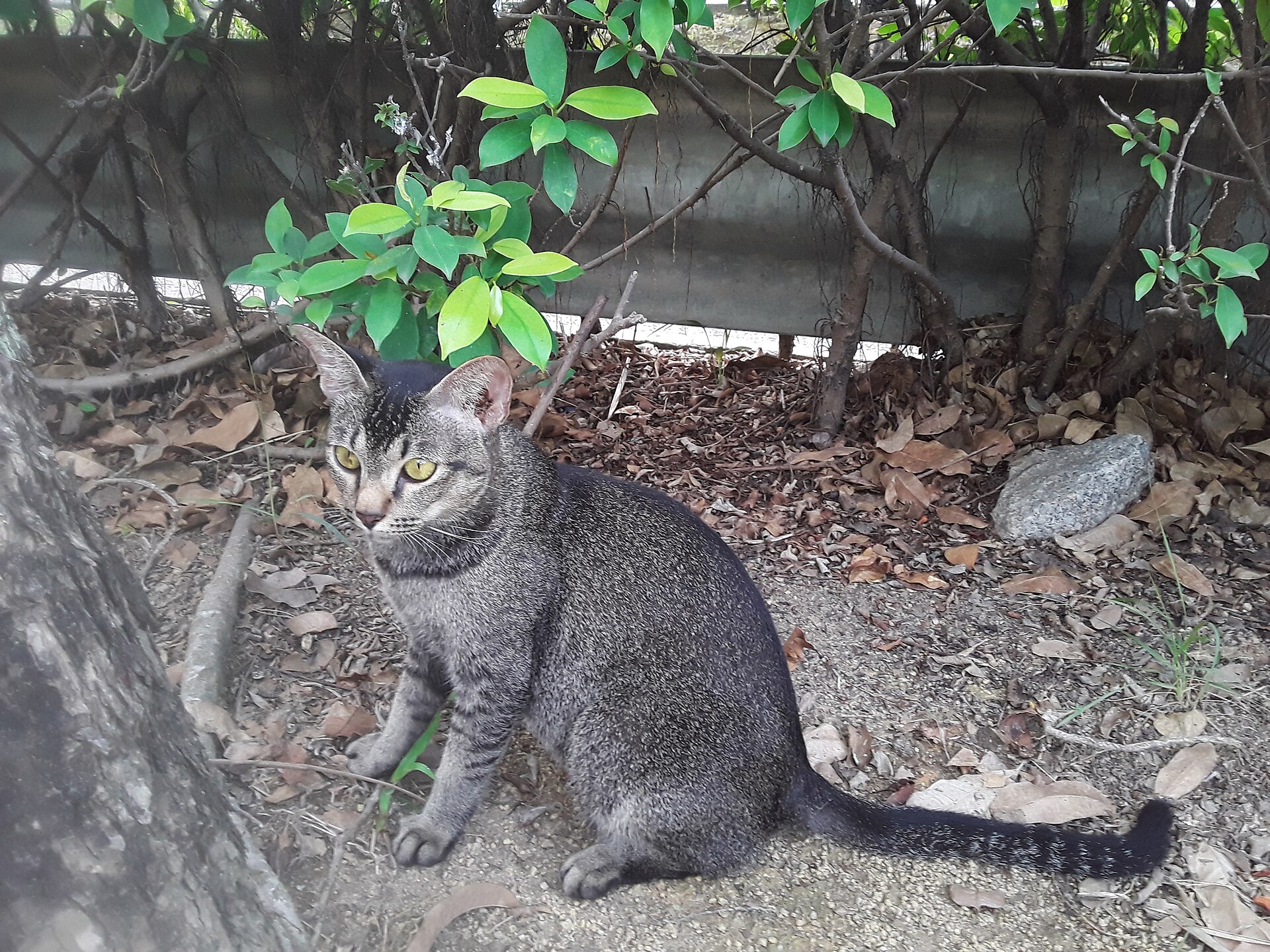 Chat tigré gris assis, un de ces chats de compagnie que visaient les voleurs