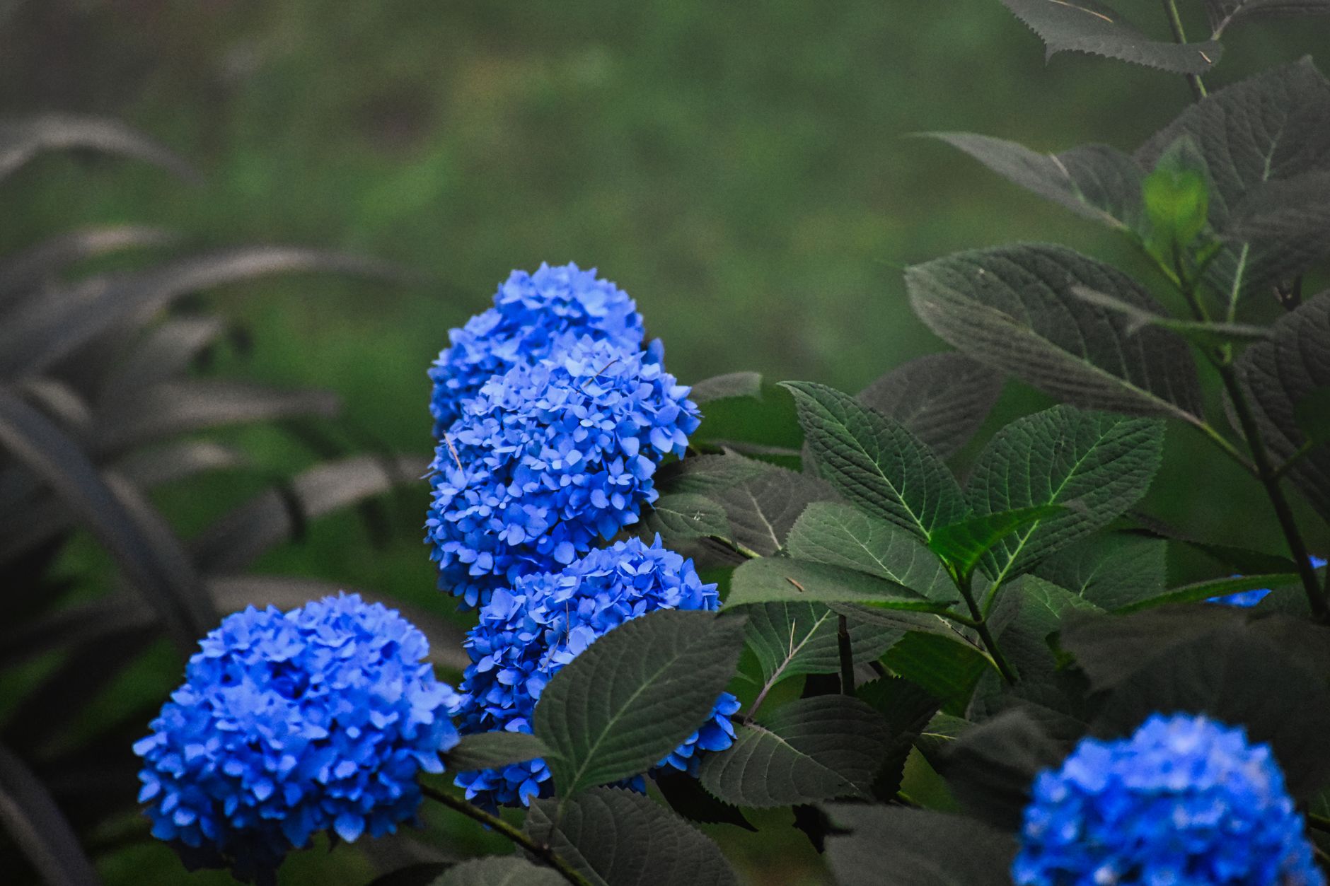 Gros plan sur des fleurs d'hortensia bleu