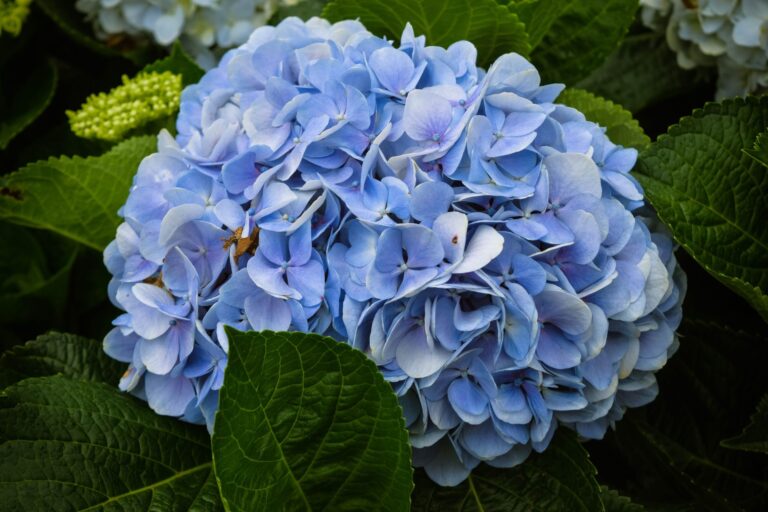 Flores, l’île la plus occidentale des Açores, en fleurs