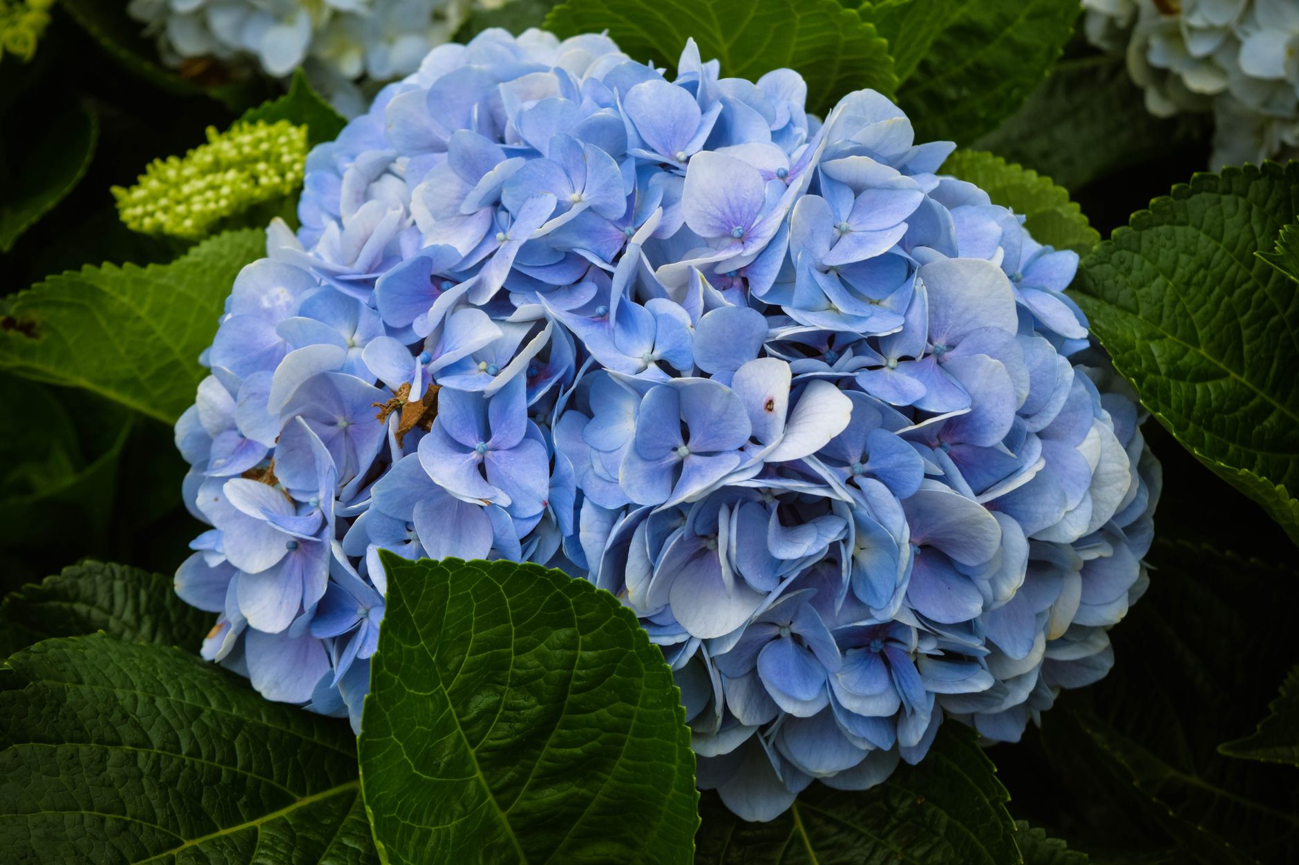 Flores, l’île la plus occidentale des Açores, en fleurs