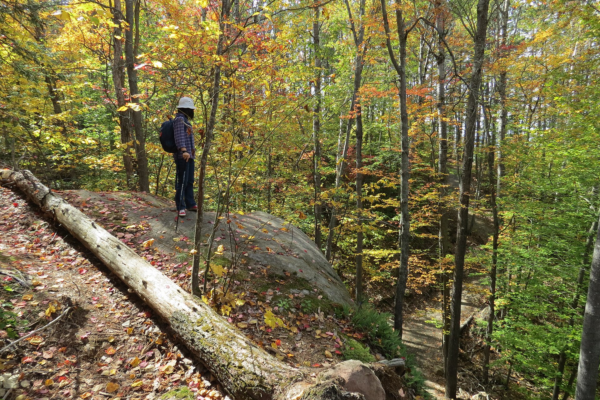 Randonneuse vue de loin, sac au dos, debout sur un rocher dans une forêt aux feuilles d’automne