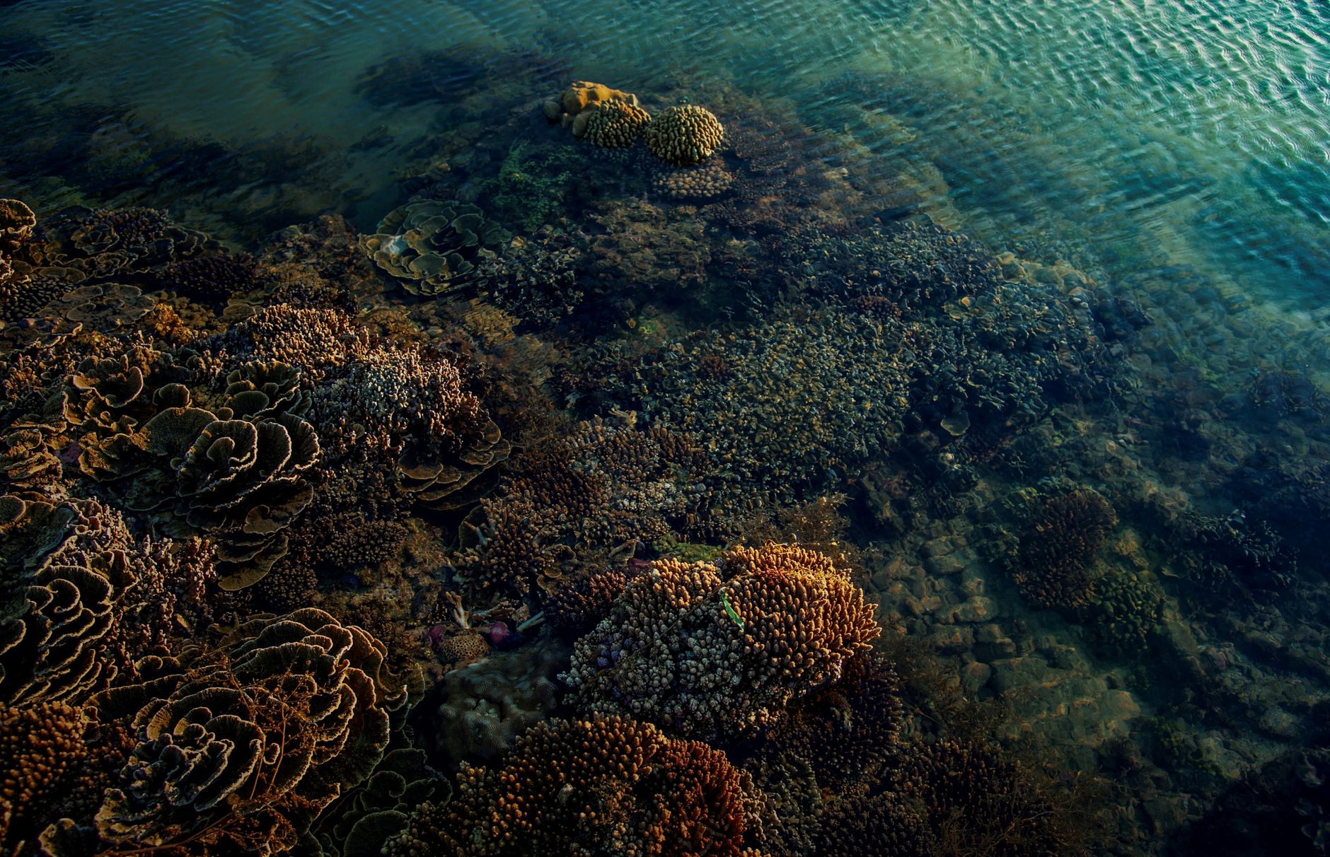Vue de dessus d’un récif corallien en eau peu profonde, avec des coraux bruns et orangés sous une eau turquoise calme.